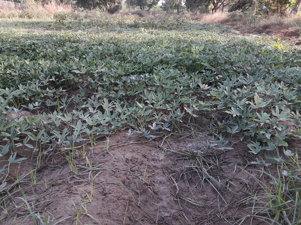 sweet potato vines planted out in June 600